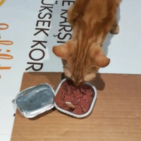 Sarman, Kedi  Güneş fotoğrafı