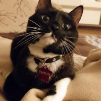 Tuxedo (Smokin) Kedi, Kedi  Papyon fotoğrafı