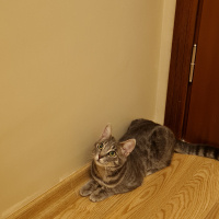 Tekir Kedi, Kedi  Elsa fotoğrafı