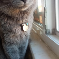 British Shorthair, Kedi  bulut fotoğrafı