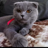 British Shorthair, Kedi  bulut fotoğrafı
