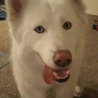 Sibirya Kurdu (Husky), Köpek  Adrien fotoğrafı