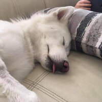 Sibirya Kurdu (Husky), Köpek  Adrien fotoğrafı