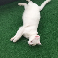 Van Kedisi, Kedi  Pamuk fotoğrafı