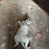 British Shorthair, Kedi  Simba fotoğrafı