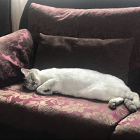 British Shorthair, Kedi  Simba fotoğrafı