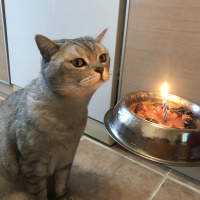 British Shorthair, Kedi  Simba fotoğrafı