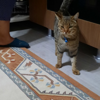 Tekir Kedi, Kedi  KUZEY fotoğrafı