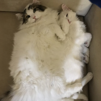 Van Kedisi, Kedi  Pirinç fotoğrafı