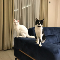 Van Kedisi, Kedi  Pirinç fotoğrafı