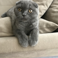Scottish Fold, Kedi  Mochi fotoğrafı