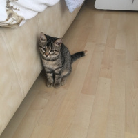 Tekir Kedi, Kedi  Mia fotoğrafı