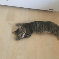 Tekir Kedi, Kedi  Mia fotoğrafı