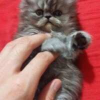 Chinchilla, Kedi  Yumos fotoğrafı