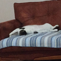 Tekir Kedi, Kedi  Şuşu fotoğrafı