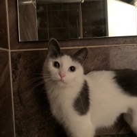 Ankara Kedisi, Kedi  Maria fotoğrafı