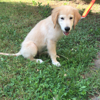 Golden Retriever, Köpek  MİŞA fotoğrafı