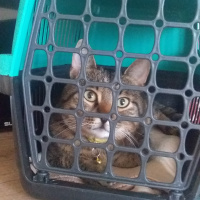 Tekir Kedi, Kedi  Romeo fotoğrafı