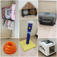 Scottish Fold, Kedi  HAN fotoğrafı