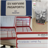 Scottish Fold, Kedi  HAN fotoğrafı