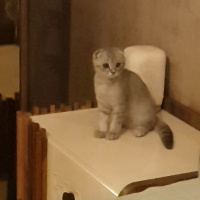 Scottish Fold, Kedi  HAN fotoğrafı