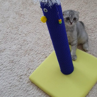 Scottish Fold, Kedi  HAN fotoğrafı