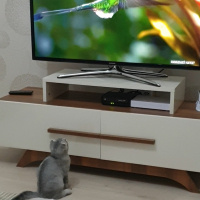 Scottish Fold, Kedi  HAN fotoğrafı