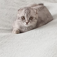 Scottish Fold, Kedi  HAN fotoğrafı