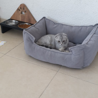 Scottish Fold, Kedi  HAN fotoğrafı