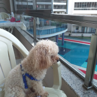 Poodle(Standart Kaniş), Köpek  Simit fotoğrafı