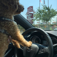 Poodle(Standart Kaniş), Köpek  Simit fotoğrafı