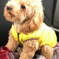 Poodle(Standart Kaniş), Köpek  Simit fotoğrafı