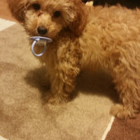 Poodle(Standart Kaniş), Köpek  Simit fotoğrafı