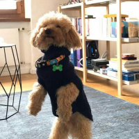 Poodle(Standart Kaniş), Köpek  Simit fotoğrafı