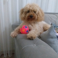 Poodle(Standart Kaniş), Köpek  Simit fotoğrafı