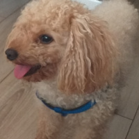 Poodle(Standart Kaniş), Köpek  Simit fotoğrafı