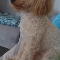 Poodle(Standart Kaniş), Köpek  Simit fotoğrafı