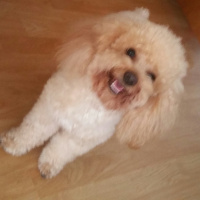 Poodle(Standart Kaniş), Köpek  Simit fotoğrafı