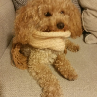 Poodle(Standart Kaniş), Köpek  Simit fotoğrafı