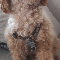 Poodle(Standart Kaniş), Köpek  Simit fotoğrafı