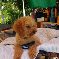 Poodle(Standart Kaniş), Köpek  Simit fotoğrafı