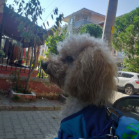 Poodle(Standart Kaniş), Köpek  Simit fotoğrafı