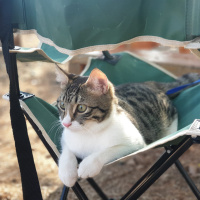 Tekir Kedi, Kedi  Boncuk fotoğrafı
