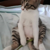 Tekir Kedi, Kedi  Boncuk fotoğrafı