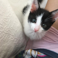 Tuxedo (Smokin) Kedi, Kedi  Pati fotoğrafı
