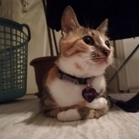 Tekir Kedi, Kedi  Karamel fotoğrafı