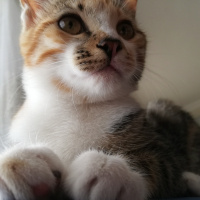 Tekir Kedi, Kedi  Karamel fotoğrafı