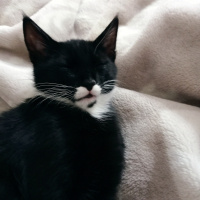 Tuxedo (Smokin) Kedi, Kedi  Zeytin fotoğrafı