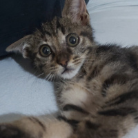 Tekir Kedi, Kedi  Eyşan fotoğrafı