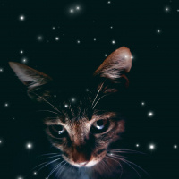 Tekir Kedi, Kedi  Eyşan fotoğrafı